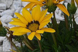 2025-06098879 Pointe Rok Neighborhood, MA